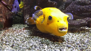 Venez visiter l'aquarium de Dunkerque (2017)