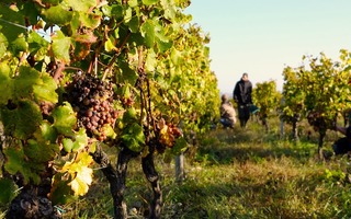 Escapades dans les vignes