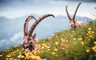 La vallée sauvage
