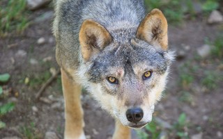 Dormir au milieu des loups