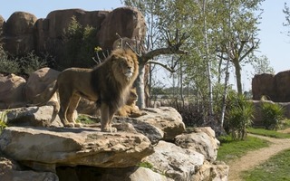 Admirer les animaux du monde à Beauval