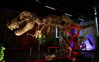 A la rencontre des dinos