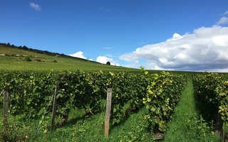Autour du vin