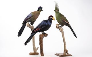 L’oiseau rare, de l’hirondelle au kakapo