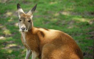Aller au contact des animaux à Val-de-Reuil