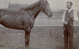 Le Cheval, modèle du photographe