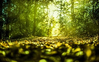 Balade sensorielle : une autre façon de découvrir la nature !