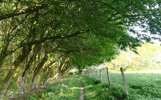 Rendez-vous nature : "Tel arbre (ou arbuste), tel fruit."
