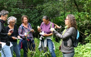 Sortie nature : Découverte des plantes comestibles