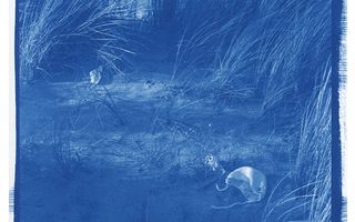 Remi Guerrin, Paysages en transition
