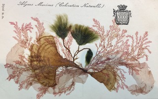 Exposition Aqua - CYCLE 1 : La vie dans l'eau